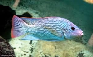 Oreochromis tanganicae - Tanganyika Tilapia