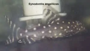 Synodontis angelicus