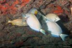 Acanthurus bahianus - Bahia Doktersvissen bij het poetsstation