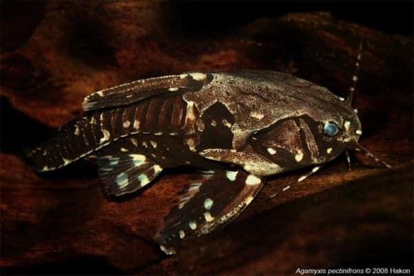 Agamyxis pectinifrons - Kamdoornmeerval