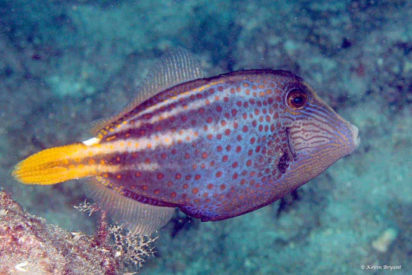 Cantherhines pullus - Oranjegevlekte Vijlvis 1 Cantherhines pullus - Oranjegevlekte Vijlvis