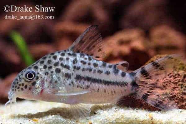 Hoplisoma knaacki