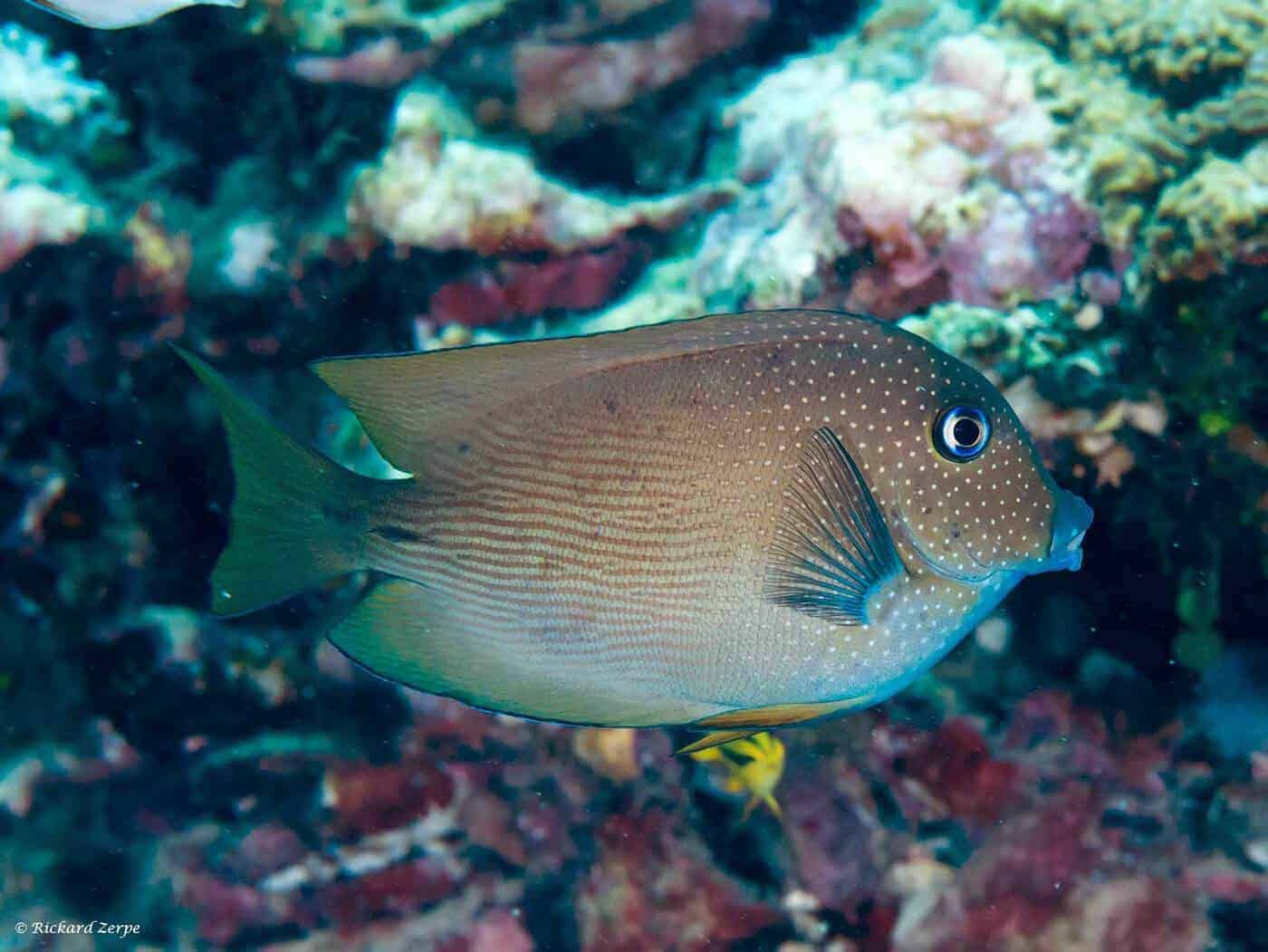 Ctenochaetus cyanocheilus – Short-Tail Bristle-Tooth