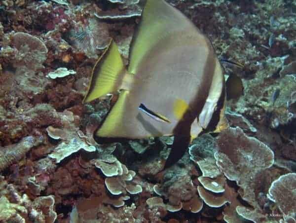 Platax pinnatus - Rode Vleermuisvis - Volwassen