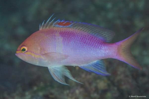 Pseudanthias engelhardi