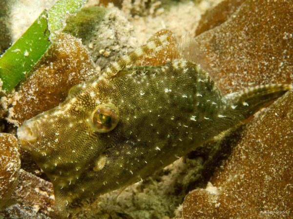 Acreichthys tomentosus - Zeegras Vijlvis