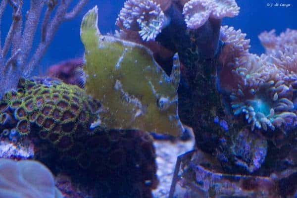 Acreichthys tomentosus - Zeegras Vijlvis