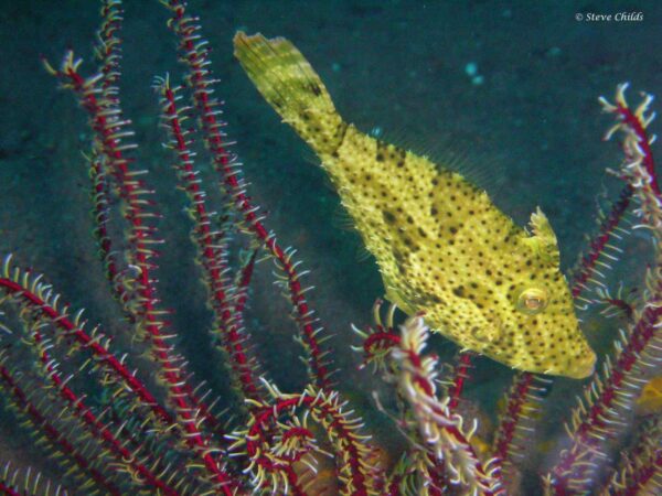 Acreichthys tomentosus - Zeegras Vijlvis