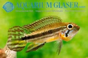 Apistogramma mendezi - Santa Isabel