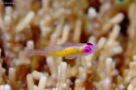 Bryaninops natans - Paarsoog Goby boven Acropora