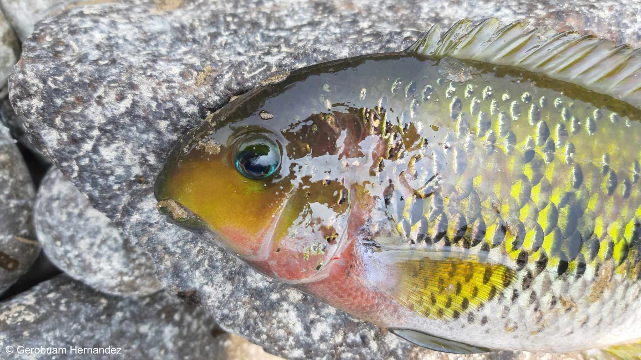 Paraneetroplus bulleri - Sarabia Cichlide - close up kop