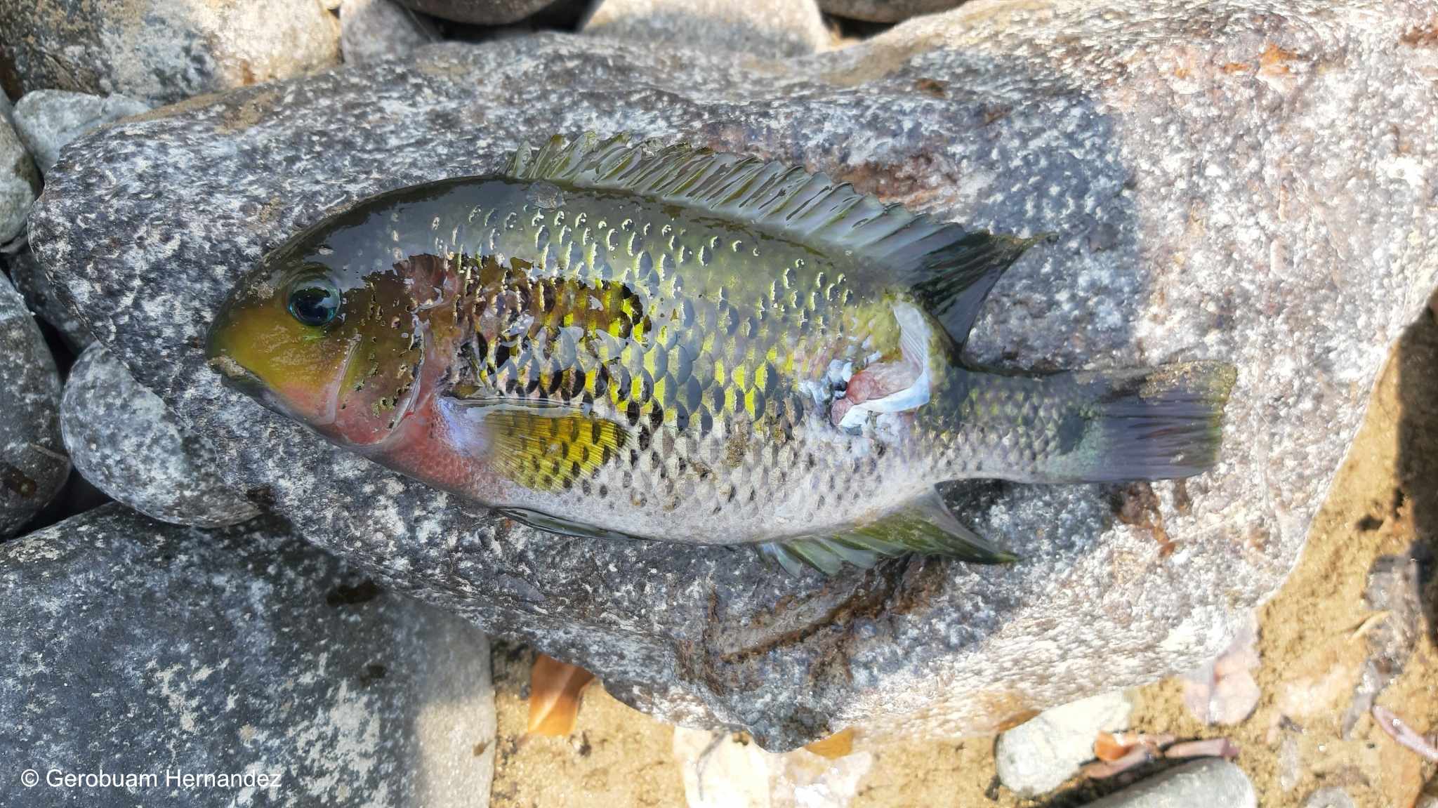 Paraneetroplus bulleri - Sarabia Cichlide