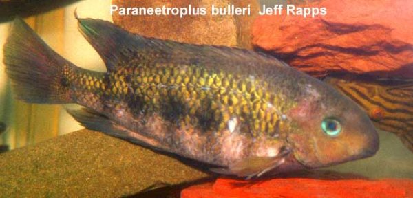 Paraneetroplus bulleri