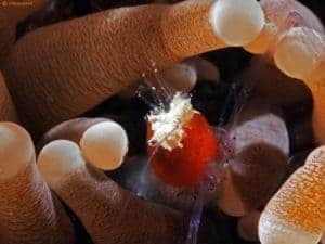 Periclimenes kororensis - Mushroom Coral Shrimp