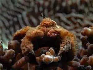 Polydectus cupulifer - Teddybeer Krab