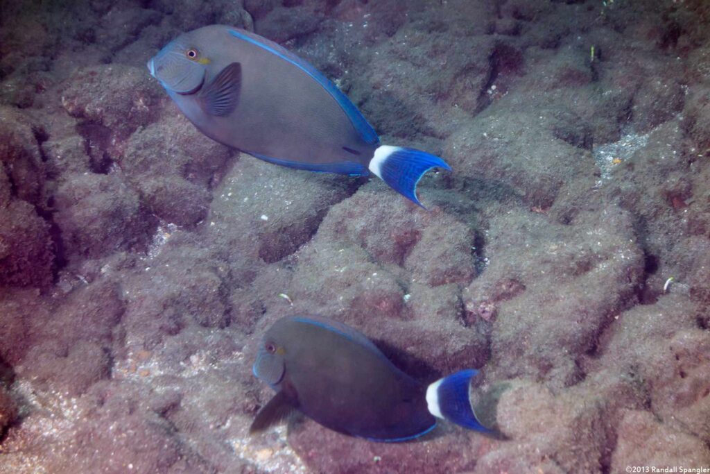Acanthurus blochii - Ringstaart Doktersvis - Shark Pit - Maui - Hawaii