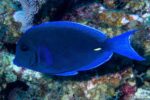 Acanthurus coeruleus – Blauwe Doktersvis
