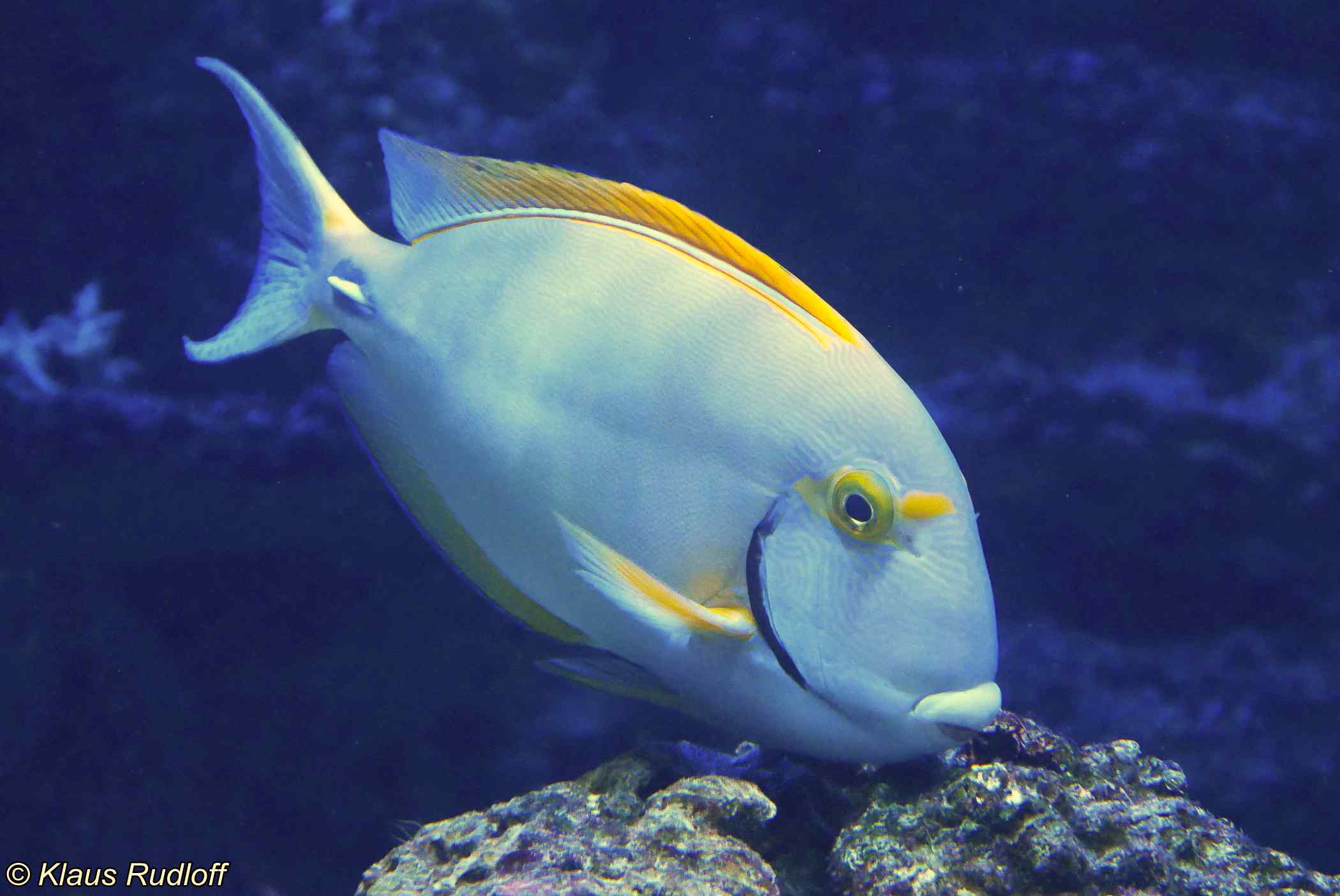 Acanthurus dussumieri – Eyestripe Surgeonfish 3 Acanthurus dussumieri in het aquarium van het Duisburg Zoologischer Garten, Duitsland.