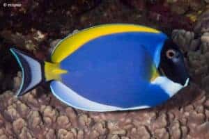 Acanthurus