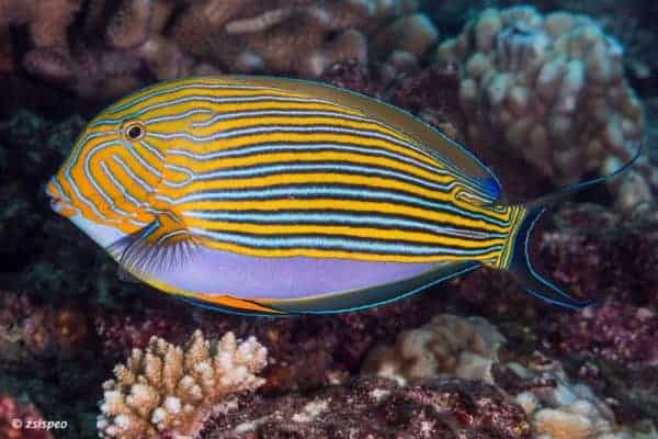 Acanthurus lineatus - Gestreepte Doktersvis
