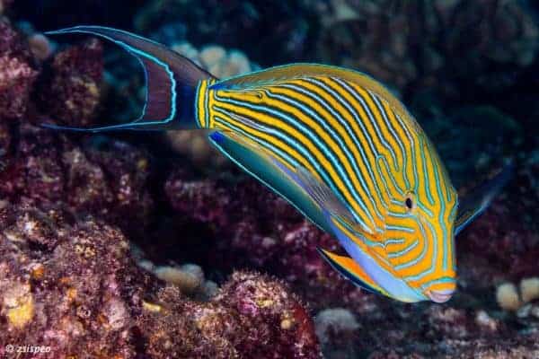 Acanthurus lineatus - Gestreepte Doktersvis