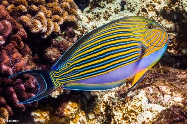 Acanthurus lineatus - Gestreepte Doktersvis