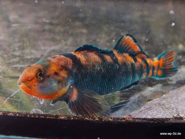 Etheostoma spectabile - Noord Amerikaanse Regenboog Grondel
