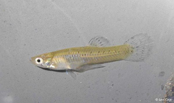 Gambusia speciosa - man - USA - Devils River - Texas