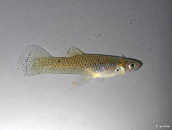 Gambusia speciosa - Vrouw - USA - Devils River - Texas
