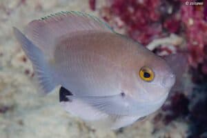Pomacentrus stigma - Blackspot Damsel
