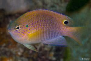 Pomacentrus vaiuli - Prinses Juffer