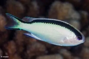 Pomachromis fuscidorsalis - Tahiti Juffer