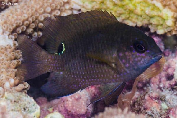 Stegastes punctatus - Half volwassen