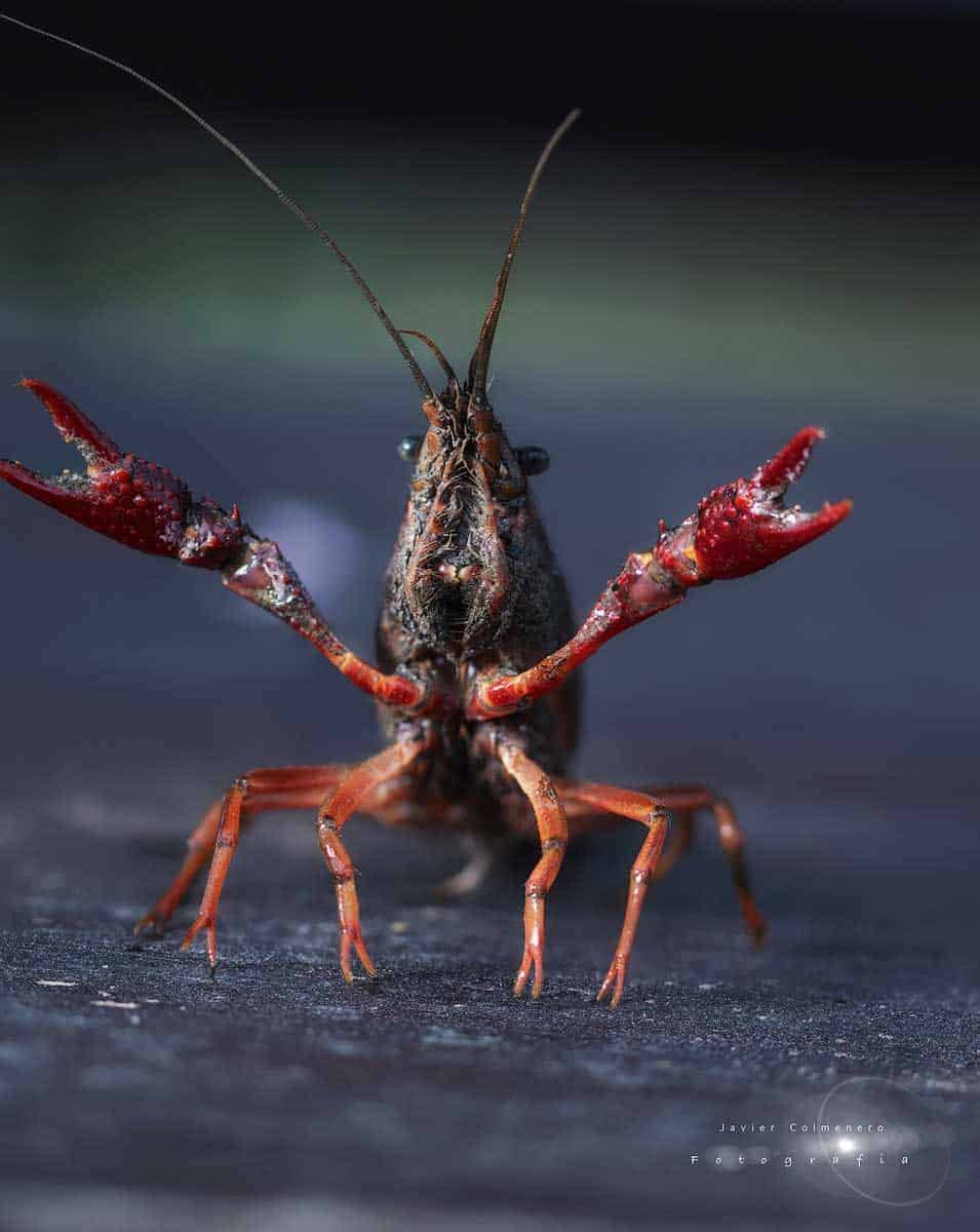Procambarus clarkii - heft zijn scharen in een verdedigende pose