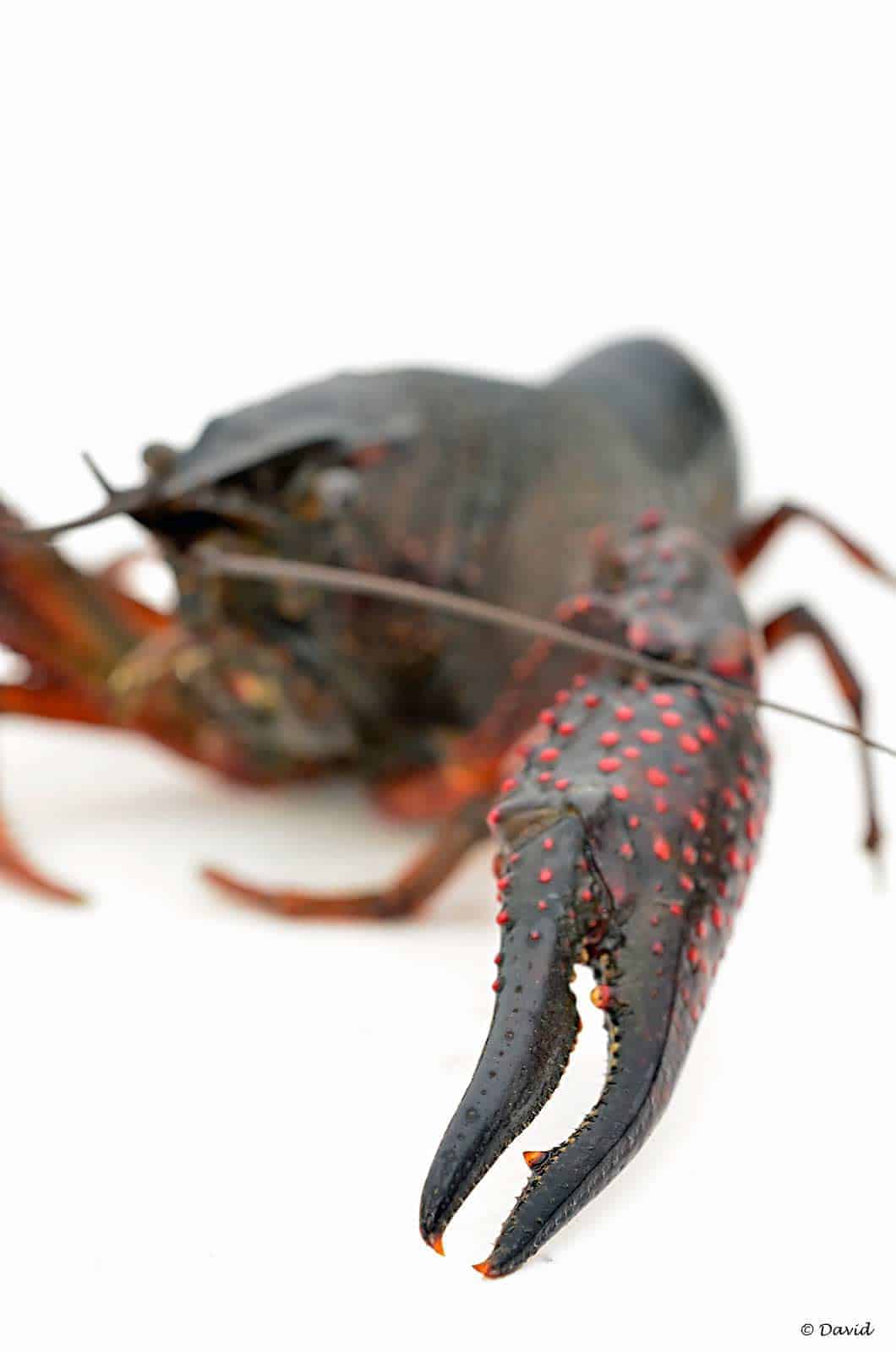 Procambarus clarkii – Rode Amerikaanse Rivierkreeft