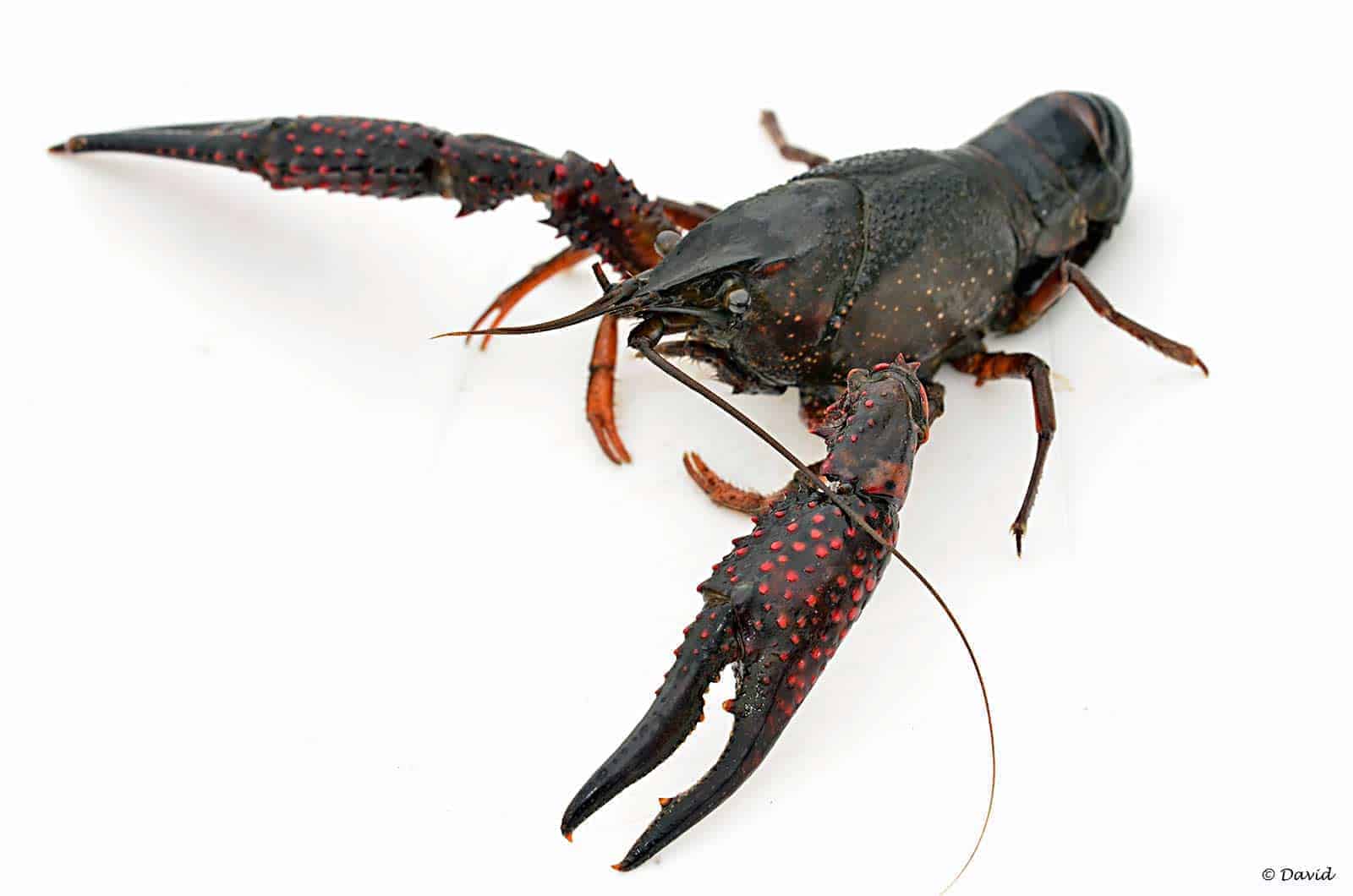 Procambarus clarkii – Rode Amerikaanse Rivierkreeft