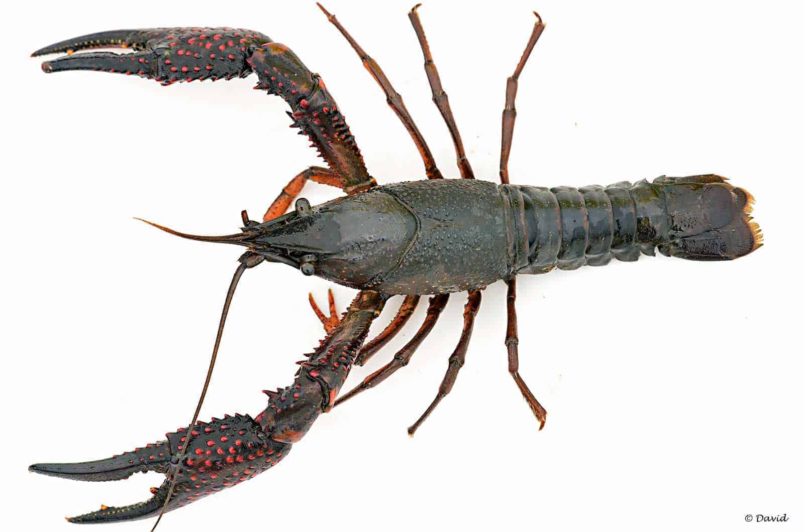 Procambarus clarkii – Rode Amerikaanse Rivierkreeft