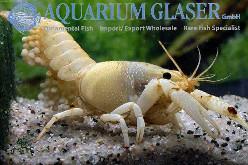 Procambarus clarkii Wit - Vrouw met eieren onder haar staart