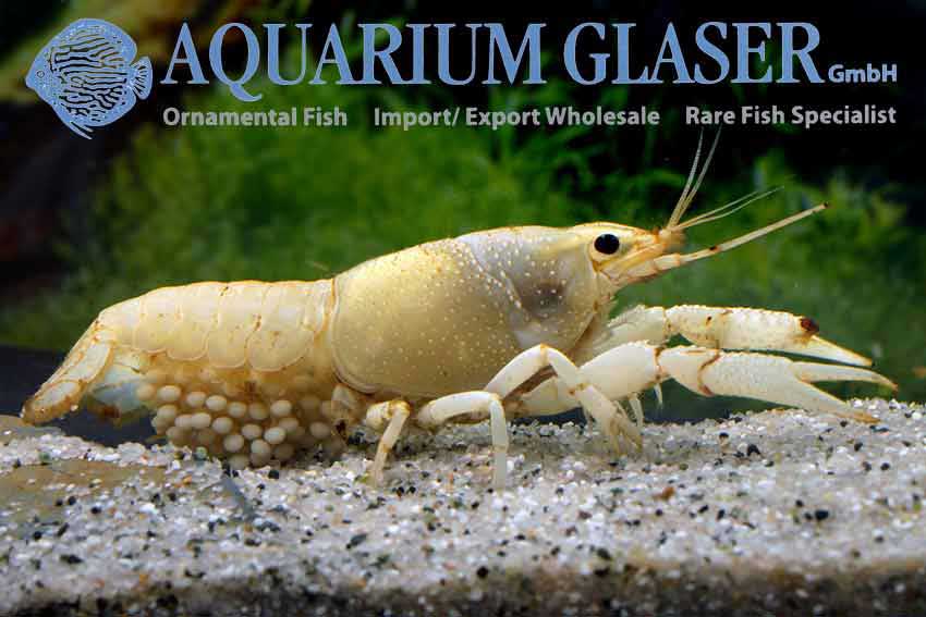 Procambarus clarkii Wit - Vrouw met eieren