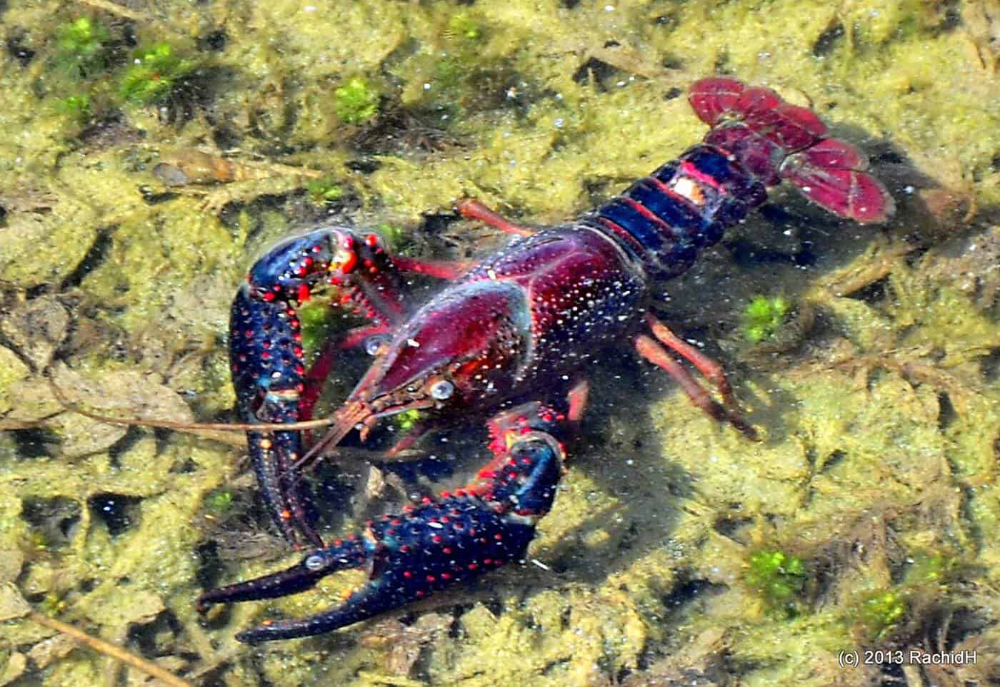 Procambarus clarkii - Rode Amerikaanse Rivierkreeft
