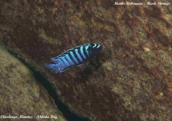 Chindongo minutus - Nkhata Bay