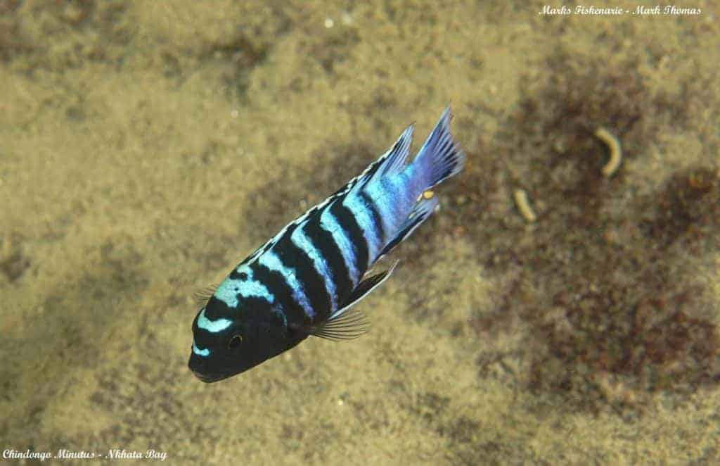 Chindongo minutus - Nkhata Bay