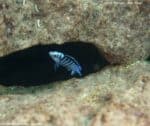 Labidochromis chisumulae - Chiwi Rock