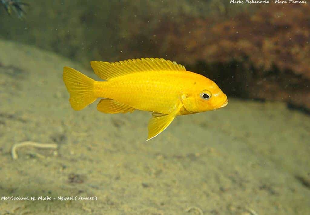 Metriaclima sp. "msobo" 12 Metriaclima sp. Msobo - Ngwasi - Vrouw