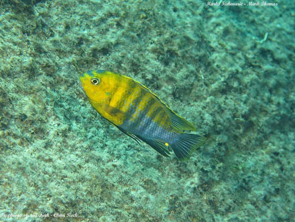 Tropheops sp. Red Cheek - Chiwi Rock