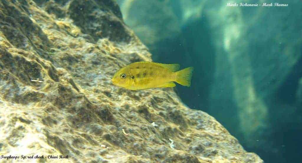 Tropheops sp. Red Cheek - Chiwi Rock