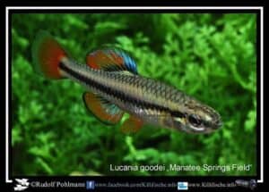 Lucania goodei - Manatee Springs Field - Man