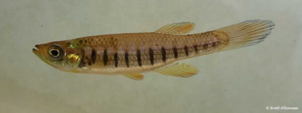 Fundulus lineolatus