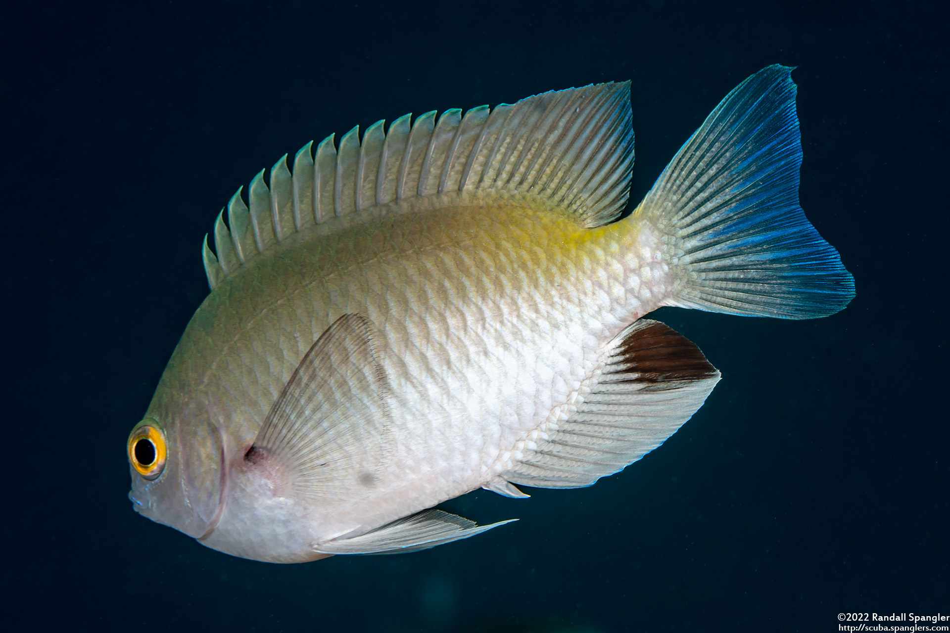 Pomacentrus stigma - Zwartevlek Juffer 2 Pomacentrus stigma - Zwartevlek Juffer - Chrystal Blue - Anilao - Filipijnen