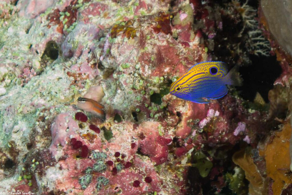 Pomacentrus vaiuli - Prinses Juffer - East Dravuni Pass - Fiji